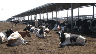 الزراعة: أكثر من نصف مليار جنيه تمويل جديد لمشروع البتلو وإصدار 436 رخصة تشغيل لمشروعات الإنتاج الداجني والحيواني