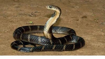 حيوان خطير يتسبب في إضاءة مصباح فحص محرك سيارة ويصيبها بالشلل |  فيديو