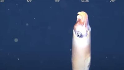 كاميرا ترصد حيوانا غريبا لأول مرة لم تسجل مشاهدته من قبل | فيديو