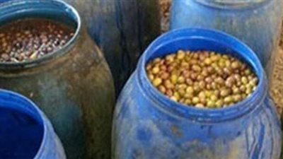 ضبط 3 مصانع مخالفة والتحفظ على 754 طن مخلل زيتون في البحيرة