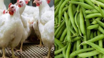 تراجع أسعار  بعض السلع في الأسواق.. أبرزها الدواجن والفاصوليا