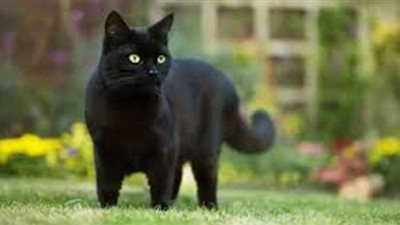 تفسير حلم رؤية القط الأسود في المنام وعلاقته بالمرض والسرقة والخلافات الزوجية