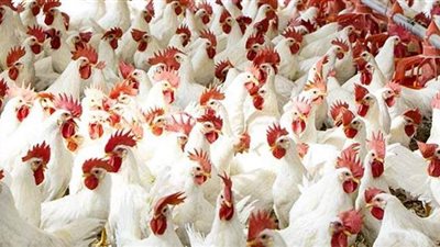 تسعيرة «الأعلاف» تهدد «سوق الدواجن».. قيادات القطاع تتوقع زيادة في الأسعار.. وحملات للسيطرة على «أمراض الشتاء»