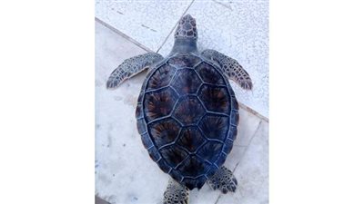 البيئة تنجح في إنقاذ سلحفاة بحرية مهددة بالانقراض وتعيدها لبيئتها الطبيعية