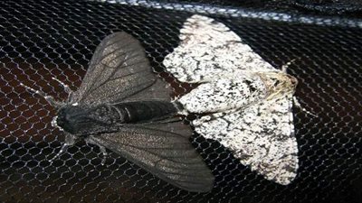 إنزيم موجود لدى حشرة العث قد يخلص الأرض من كارثة بيئية