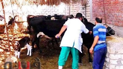 بيطري الاقصر :يوضح حقيقة انتشار حشرة غريبة بالقرب من المنازل والشوارع