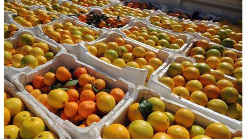 صادرات الموالح المصرية