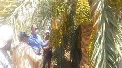 الوادى الجديد تنظم ورشة عمل عن تعظيم الفائدة من التمور