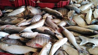 أسعار الأسماك اليوم الاربعاء 2020/1١/4