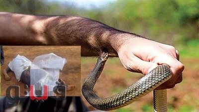 مصرع «فلاح» بلدغة ثعبان أثناء عمله بأرضه الزراعية في بني سويف