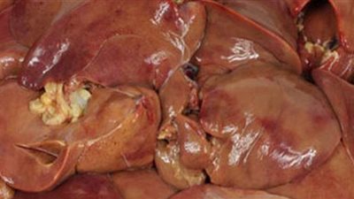 مصادرة 4 أطنان لحوم وكبدة فاسدة داخل ثلاجة بالإسكندرية