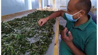 تنفيذ مشروع لإنتاج الحرير على مساحة 50 فدانا بواحة الداخلة بالوادى الجديد