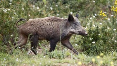 تسجيل أول إصابة بشرية بإنفلونزا الخنازير في كندا