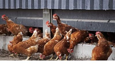 هولندا  تعدم 200 ألف دجاجة بعد اكتشاف بؤرة لإنفلونزا الطيور