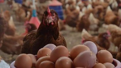 تعرف على أسعار 