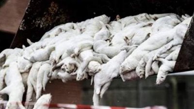 حيوان المنك يرعب أوروبا.. كل ما تريد معرفته عن الطفرات الجديدة لكورونا