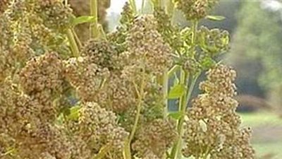 دعم مزارعي الكينوا في الوادي الجديد بـ 25 معدة زراعية بالمجان