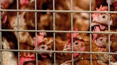 هولندا تذبح 215 ألف دجاجة مصابة بإنفلونزا الطيور