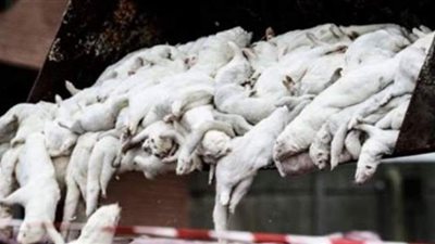 الصحة العالمية: 6 دول تسجل إصابات بكورونا المنك