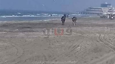 السيطرة على بقرتين هاربتين بشاطئ بورسعيد (صور)