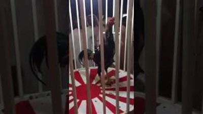 بالفيديو.. بيع «ديك» بمبلغ خيالي في السعودية