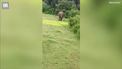 فيل «غاضب» يطارد طفلًا ويدهسه حتى الموت (فيديو)