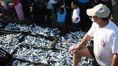 تباين أسعار الأسماك بسوق العبور