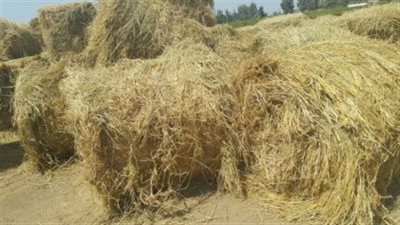 تحويل 1512 طن قش أرز إلى أعلاف وأسمدة في الغربية