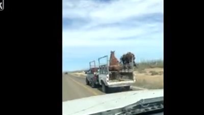 انقلاب حصان أعلى عربة لسبب غريب (فيديو)