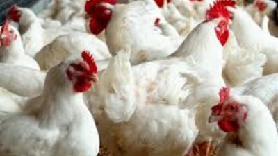 أسعار الدواجن اليوم 5/ 2/ 2019.. والبيضاء تسجل 29 جنيها
