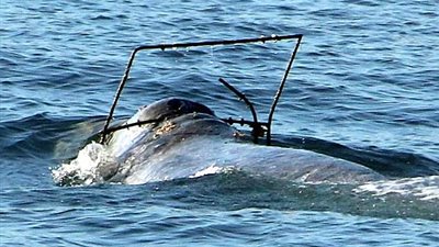 شاهد.. معاناة حوت علق رأسه بفخ لصيد سرطان البحر