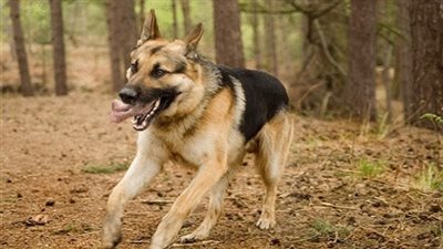 دراسة: الرجال القلقون أكثر عرضة لعقر الكلاب