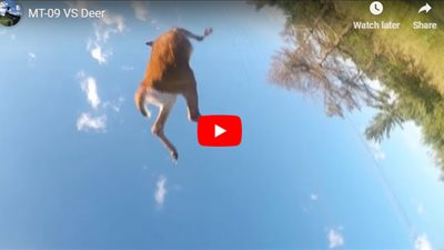 غزالة تقضي على خطة شاب ليصبح مدونا عبر الإنترنت (فيديو)