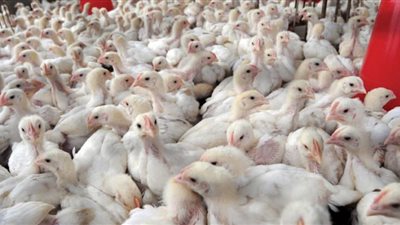 أسعار الدواجن اليوم 1/ 10/ 2018.. والكيلو بـ28 جنيها