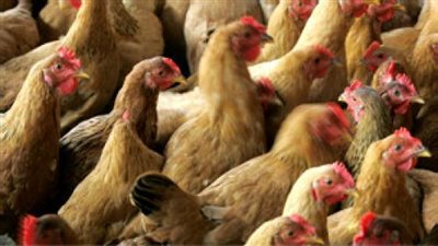 اكتشاف بؤرة جديدة لأنفلونزا الطيور بالإسماعيلية
