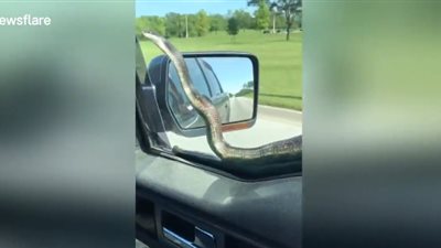 ثعبان يفاجئ سائقا على الطريق أعلى سيارته (فيديو)