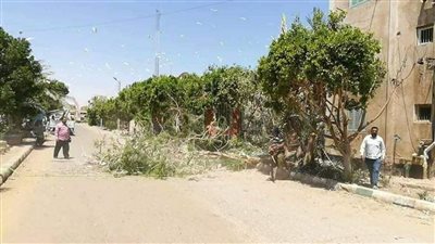 الوادي الجديد: تنسيق بين البيئة والطب البيطري لمواجهة «أبو قردان»