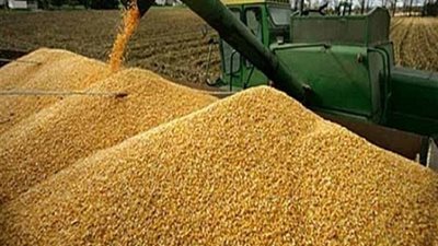 «صناعة الحبوب»: انخفاض سعر القمح الروسي في أبريل يشجع على الاستيراد