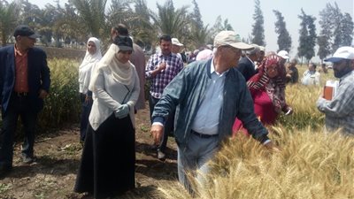 بدء موسم حصاد القمح بالدقهلية.. زيادة 13 ألف فدان في المساحة المنزرعة عن العام الماضي.. 27 شونة وصومعة جاهزة لبدء التوريد.. حملات استباقية من الرقابة الإدارية للتأكد من جاهزيتها