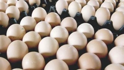 عبد العزيز السيد: التصدير برئ من ارتفاع أسعار البيض