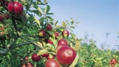 خبير مناخ زراعي يحذر من تأثير التقلبات الجوية على مزارع الفاكهة