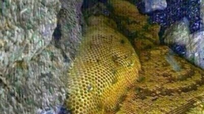 بالصور.. العثور على نهر من «العسل المصفى» في أحد جبال اليمن