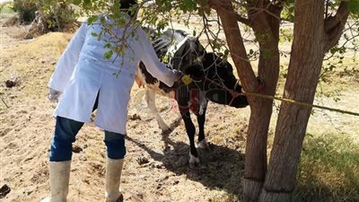 الوادي الجديد تنتهي من تحصين 9971 راس ماشية ضد الحمى القلاعية (صور)