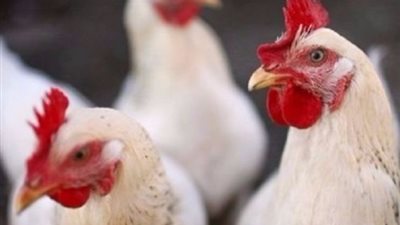 استقرار أسعار الدواجن البيضاء.. والكيلو يسجل 30 جنيها