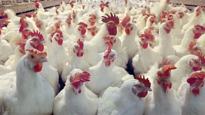 رئيس الشعبة الداجنة يطالب بوضع امتيازات لجذب القطاعات غير الرسمية