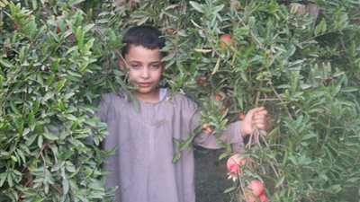 بالصور.. حصاد الرمان الأسيوطي المر «لكل صنف زبون».. «تقرير»