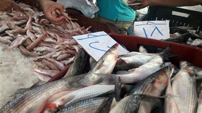 المجمعات تطرح أسماكا بأسعار مخفضة استعدادا لـ «شم النسيم»