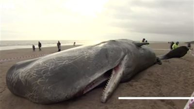 البيئة: نفوق 10 حيتان خلال 24 عاما