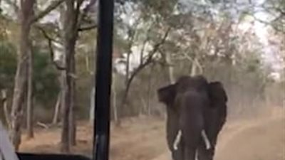 فيل غاضب يطارد سياحا مذعورين بالهند (فيديو وصور)