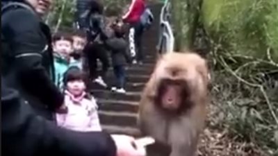 رد فعل قرد غاضب حاول رجل إطعامه (فيديو)